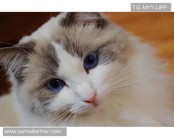 小猫足球明星的可爱瞬间展现了它们的运动天赋与活力四射的魅力